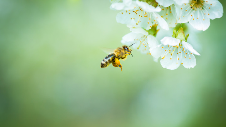 Ape che impollina fiori